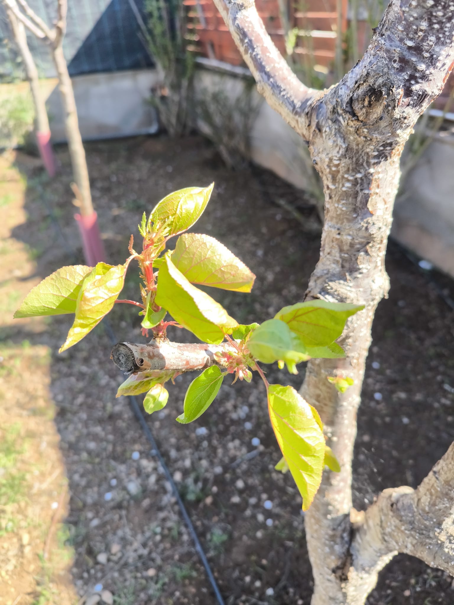 Primavera en Camping Oasis