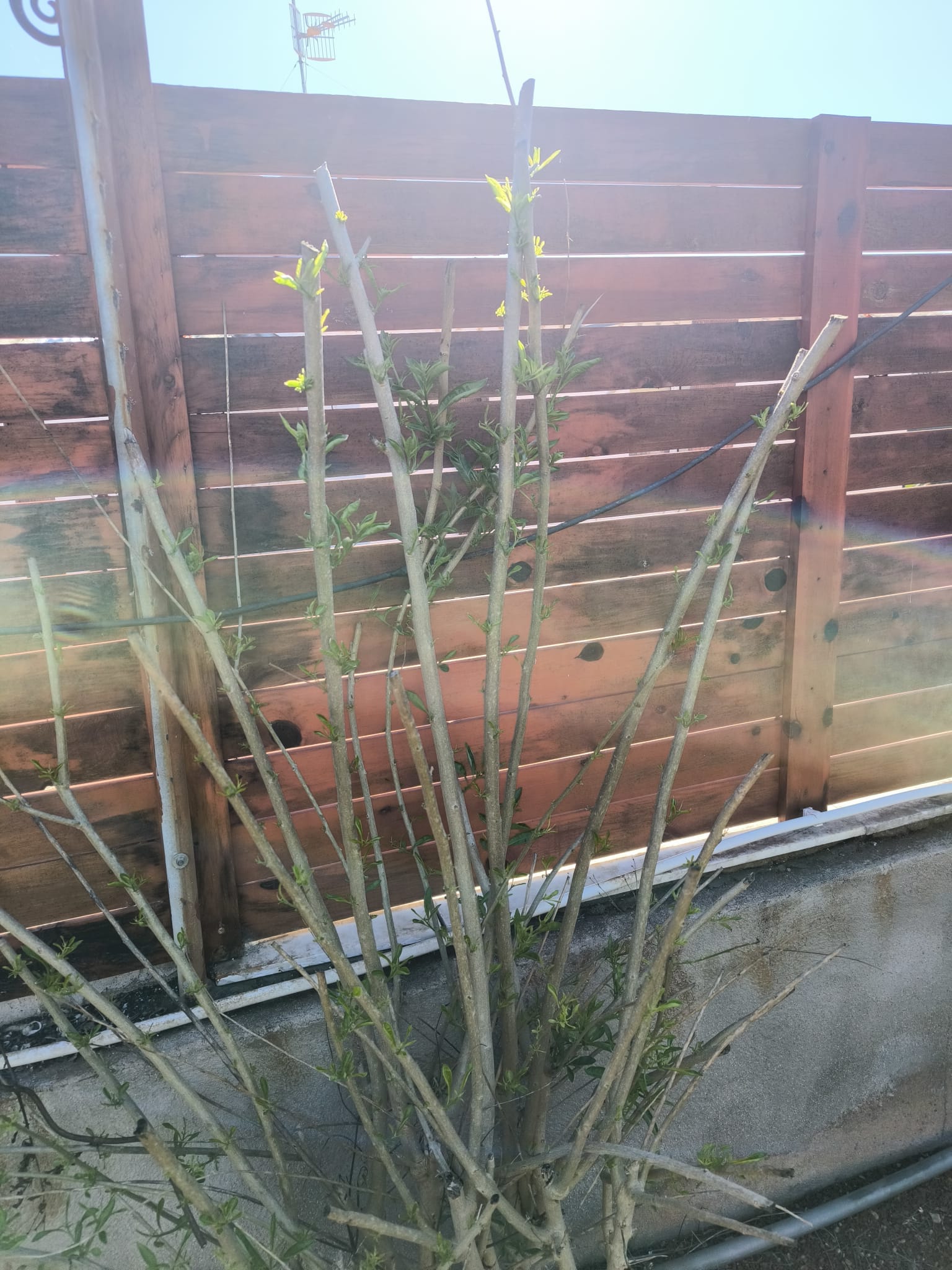 Vegetación floreciendo en Oasis