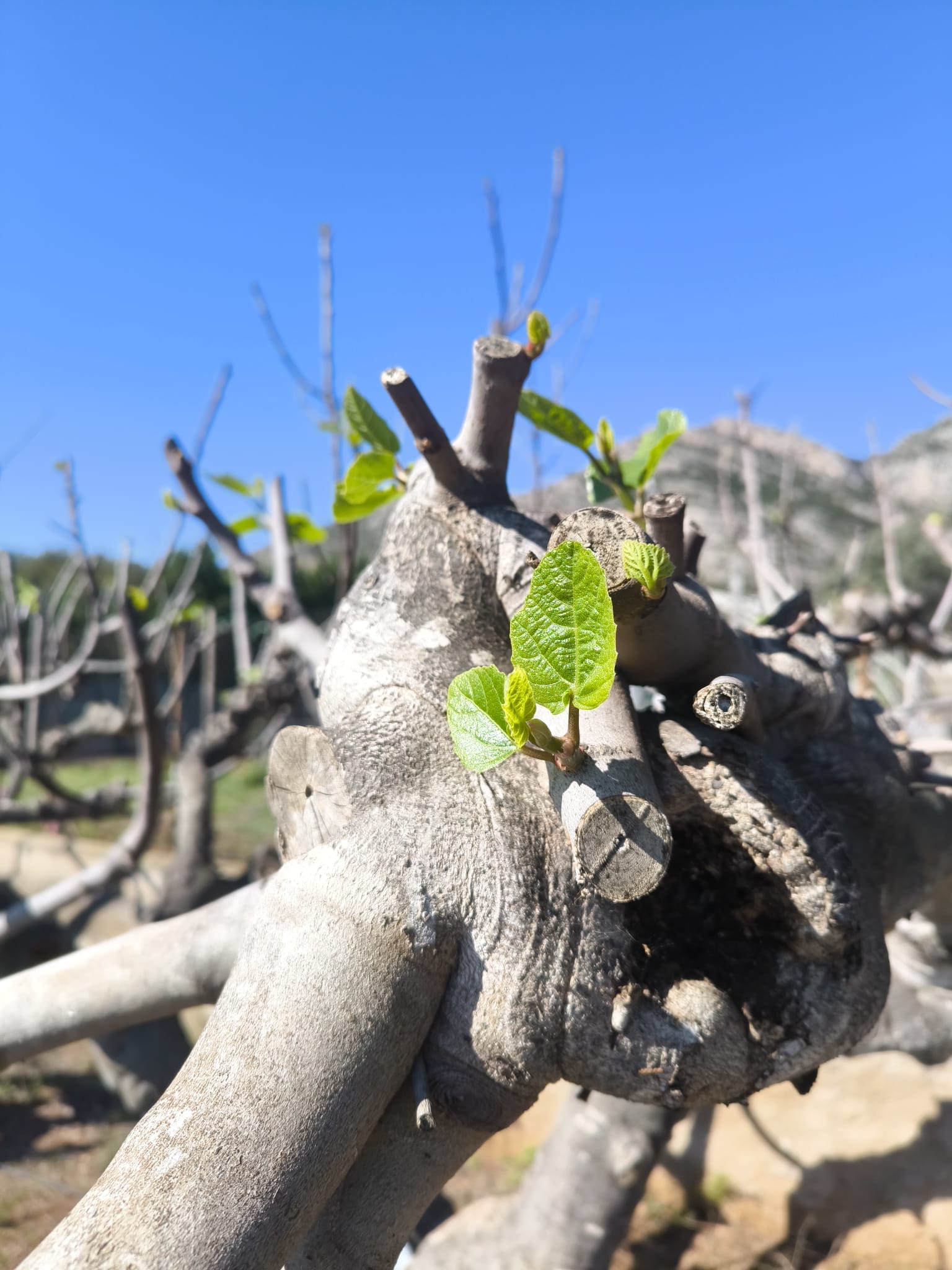 Resurgir de la higuera en primavera